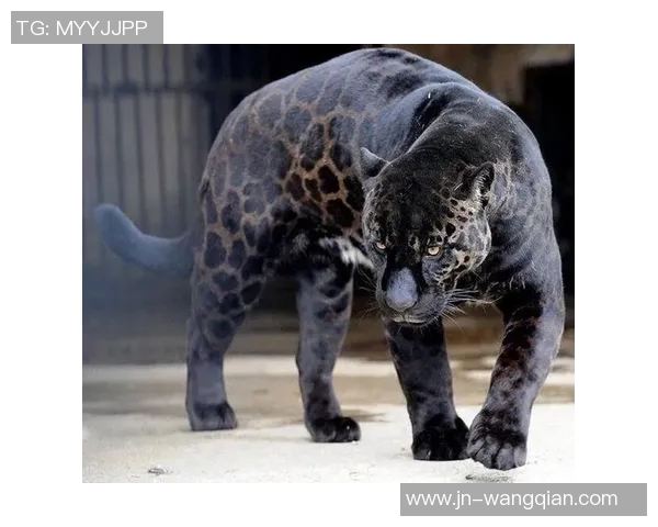 山狮与美洲豹的力量较量谁才是丛林之王的真正代表